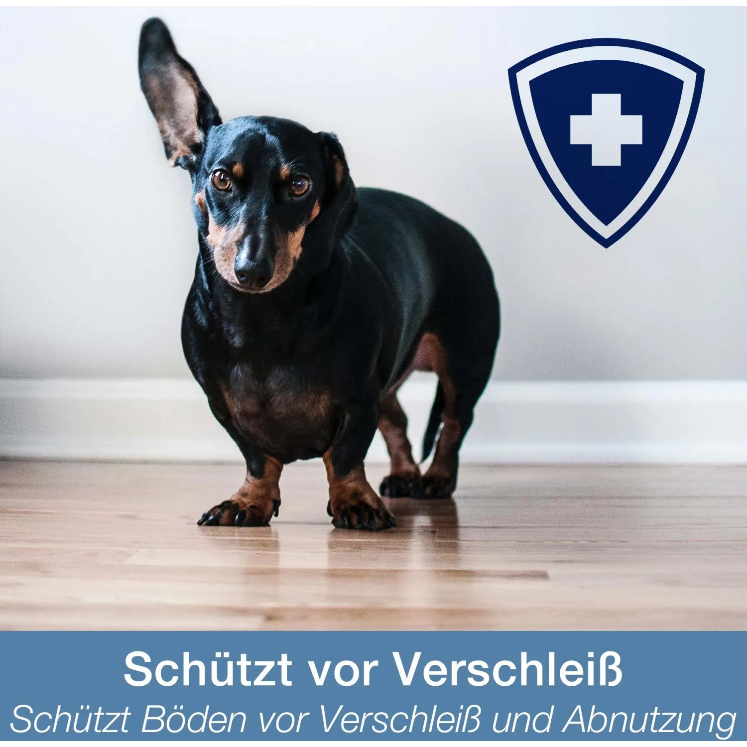 Dackel auf Parkettboden, geschützt mit Bona Parkett Polish Matt 1 l. Pflegt und schützt vor Verschleiß.