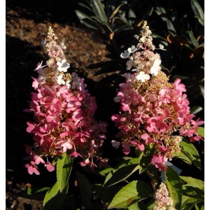 Rispenhortensie 'Pinky Winky' mit rosa-weißen Blütenständen im Garten.