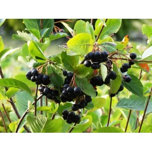 Baumfink Apfelbeere Topfpflanze mit reifen, dunklen Beeren und grünen Blättern.