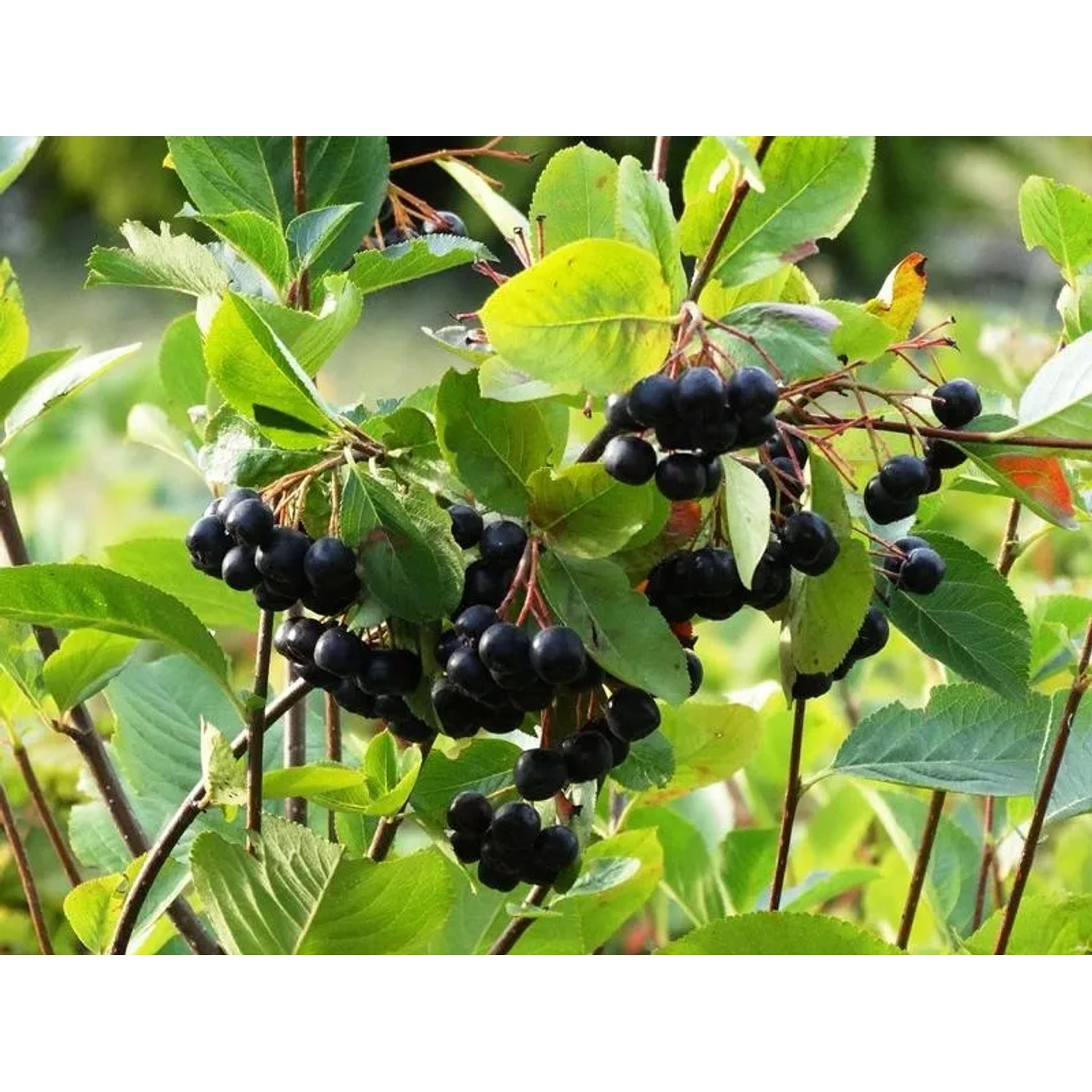 Baumfink Apfelbeere Topfpflanze mit reifen, dunklen Beeren und grünen Blättern.