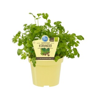 Bio Persischer Koriander (Coriandrum Sativum) im Topf. Exotische Kräuterpflanze mit grünen Blättern.