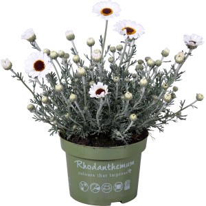 Marokkanische Margerite 'Casablanca' im Topf, weiße Blüten mit dunkler Mitte, silbriges Laub.