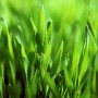Nahaufnahme: Frisches, grünes Gras, gewachsen aus Westland Rasensamen Smart Green.