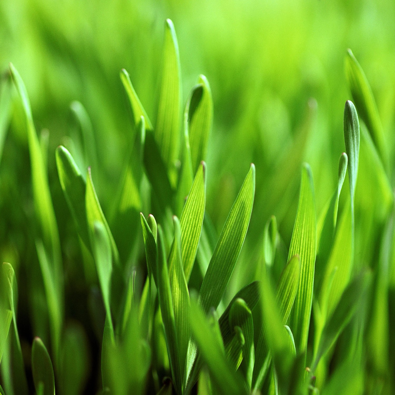 Nahaufnahme: Frisches, grünes Gras, gewachsen aus Westland Rasensamen Smart Green.