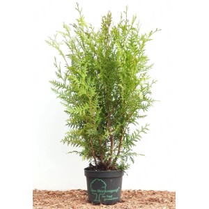 Thuja 'Brabant' im Topf, 60-100 cm hoch, immergrüne Heckenpflanze mit grünen Blättern.