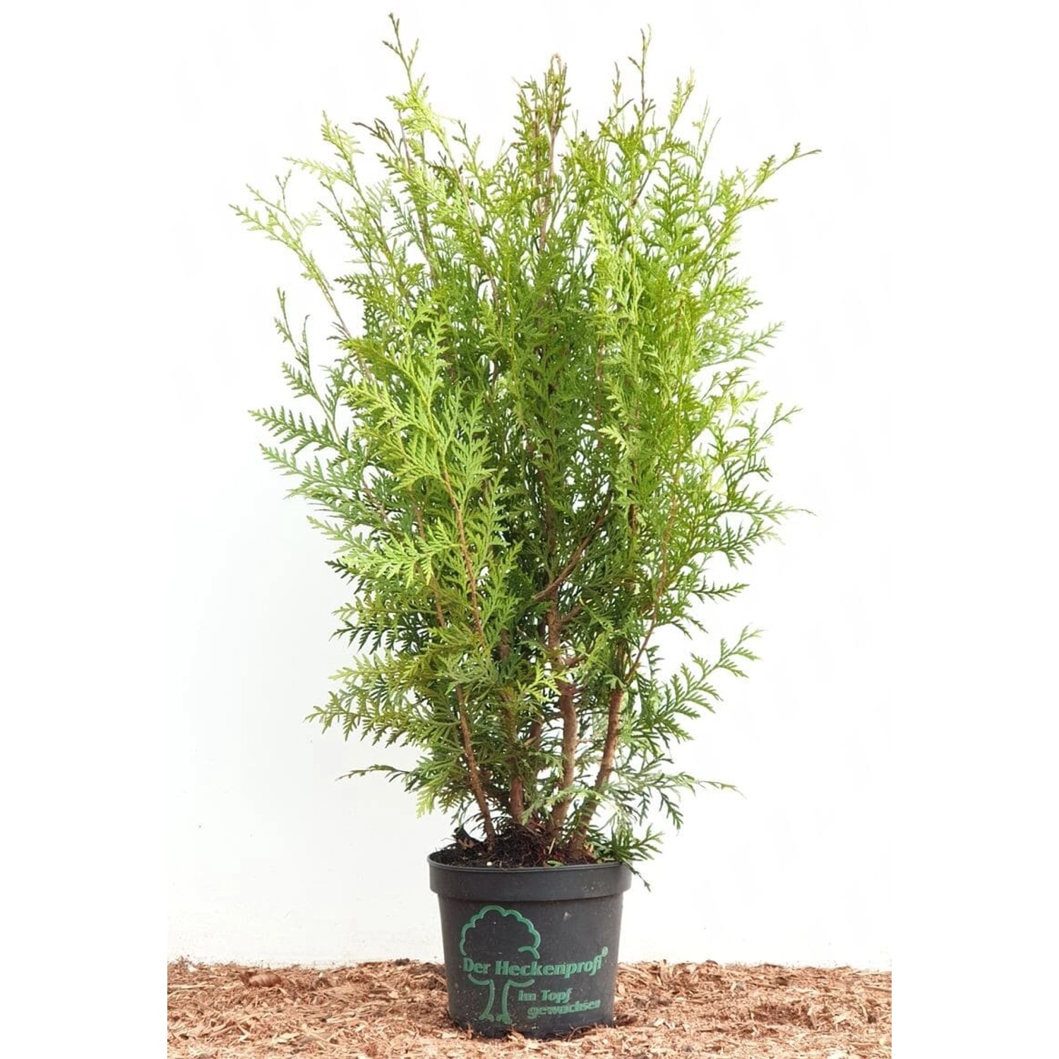 Thuja occidentalis 'Brabant' 60-100 cm günstig online kaufen