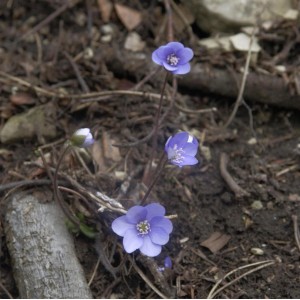 Nahaufnahme von Siebenbürger Leberblümchen mit zarten, blauen Blüten im Garten.