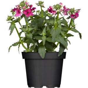 Elfenspiegel im Topf, verschiedene Farben. Hängepflanze mit pinkfarbenen Blüten und grünen Blättern.