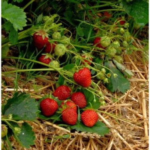 Garten Erdbeere Korona (Fragaria ananassa) mit roten Früchten und grünen Blättern.