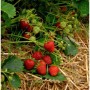 Garten Erdbeere Korona - Fragaria ananassa