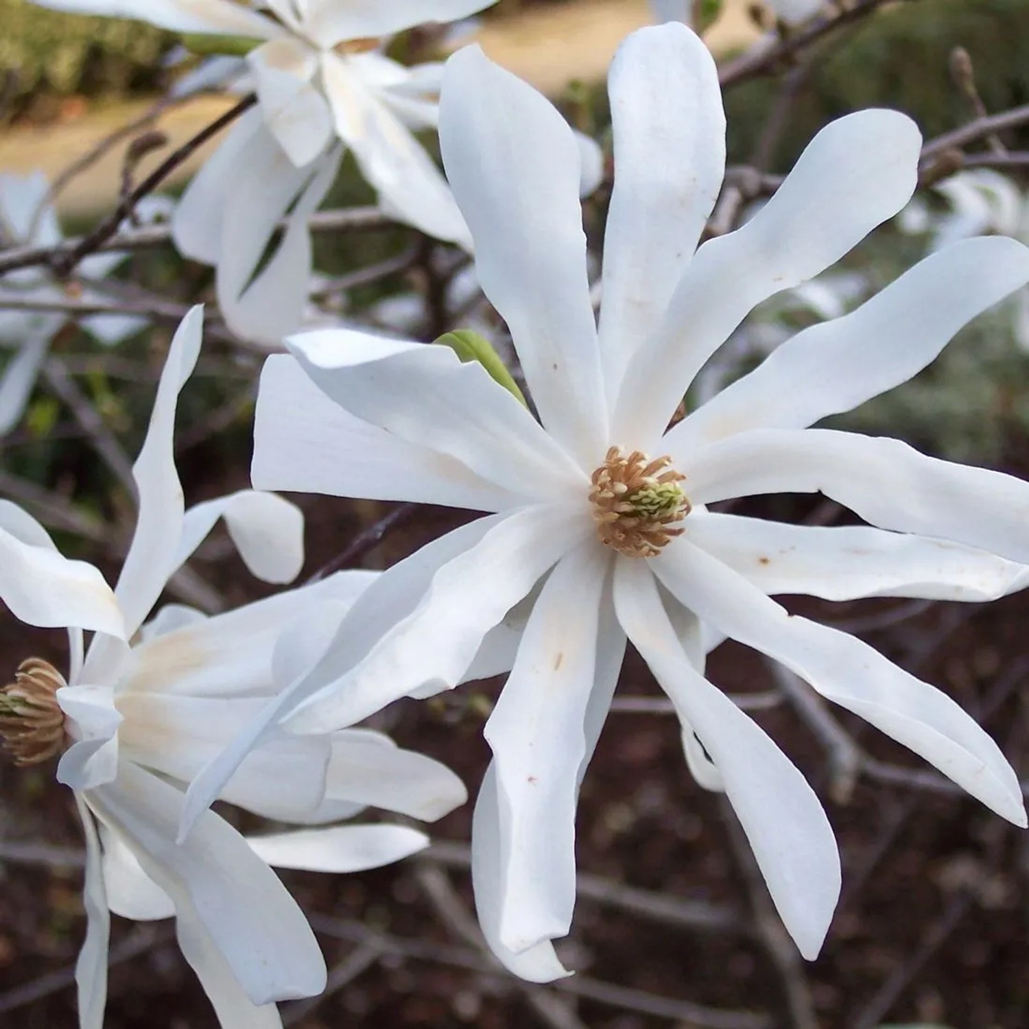 Magnolie Magnolia stellata 60 bis 80 cm im Container Frühblühend