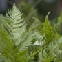 Detailaufnahme des grünen Rotschleierfarns (Dryopteris Erythrosora) im 9x9 cm Topf.