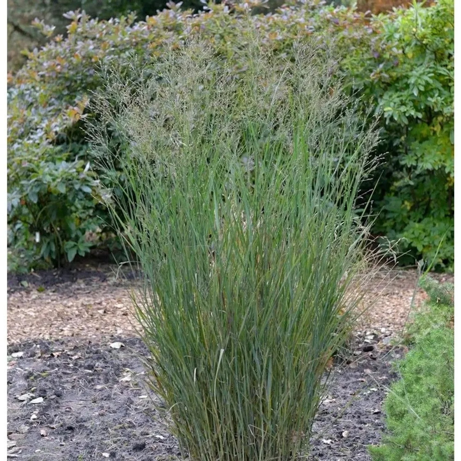 Rutenhirse Heavy Metal im Topf, graugrüne Zierpflanze für den Garten.