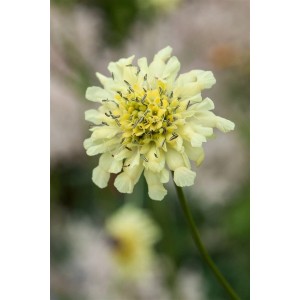 Nahaufnahme der gelben Blüte der Skabiose Ochroleuca im 9x9 cm Topf.