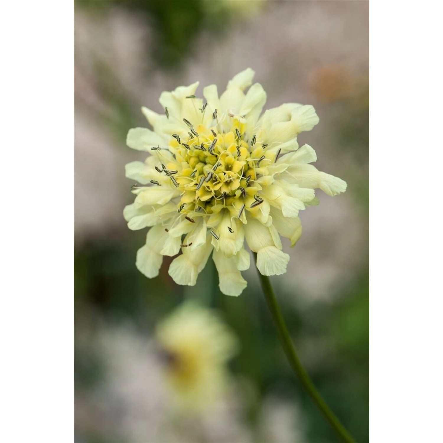 Scabiosa Ochroleuca Gelbe Skabiose Ca. 9x9 cm Topf günstig online kaufen