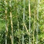 Bambus 'Bissetii' Phyllostachys bissetii 60 bis 80 cm im Container Immergrün