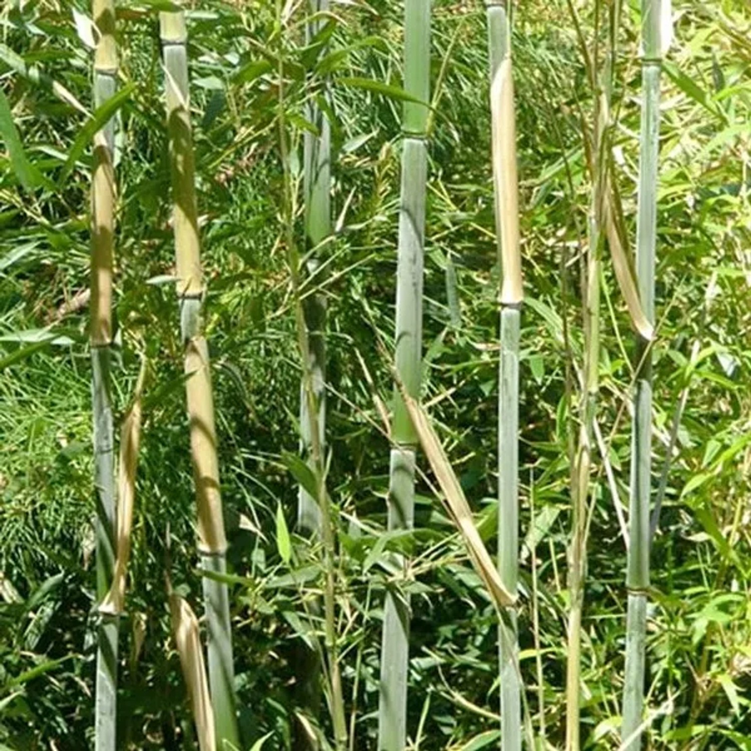 arborix Bambus 'Bissetii' Phyllostachys Bissetii 60 Bis 80 Cm Im Container Immergrün