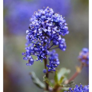 Nahaufnahme der blauen Blüten der Säckelblume Blue Sapphire (Ceanothus impressus).