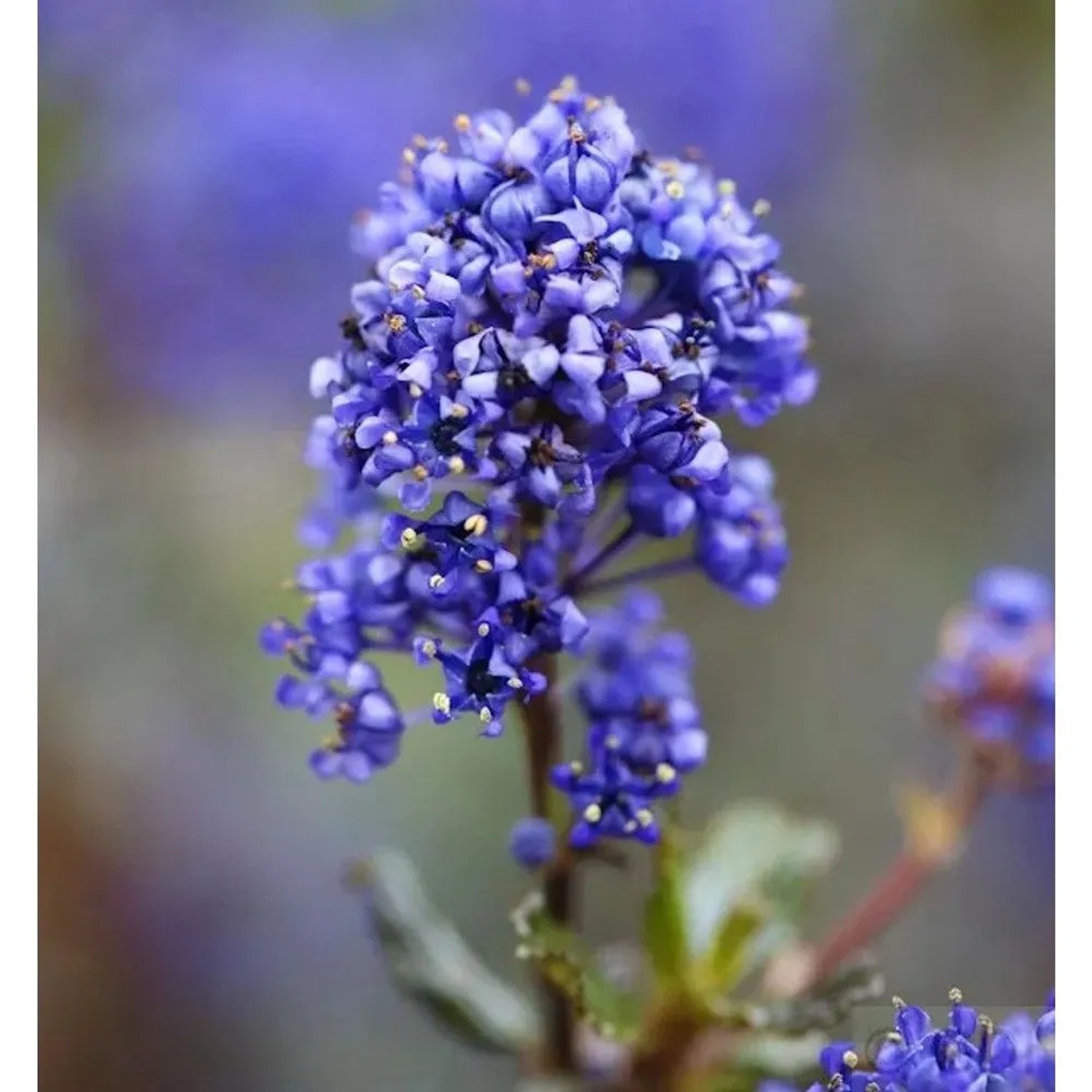 Säckelblume Blue Sapphire 40-50cm - Ceanothus impressus