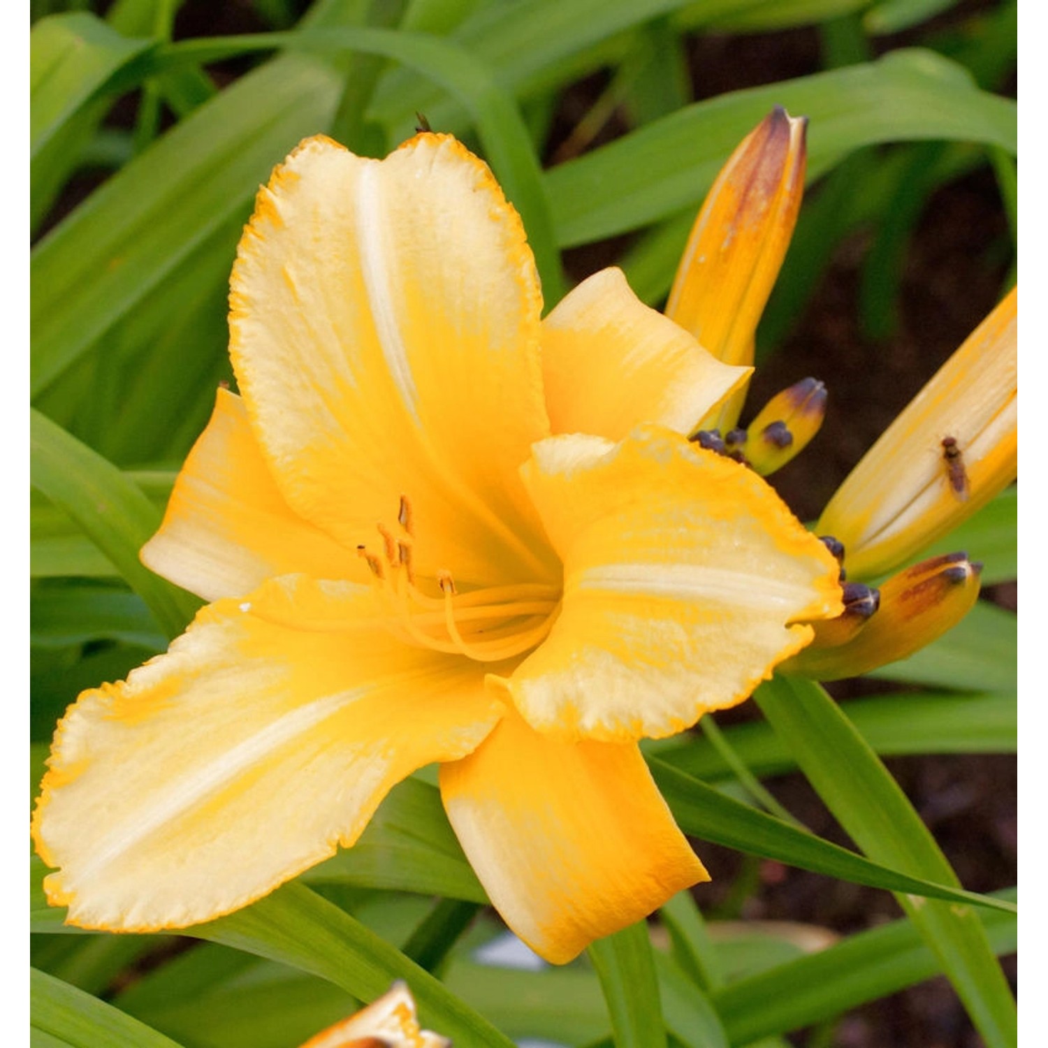 Taglilie Mary Todd - Hemerocallis günstig online kaufen