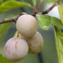 Nahaufnahme: Mirabelle Von Nancy Pflaume am Baum mit Blättern.