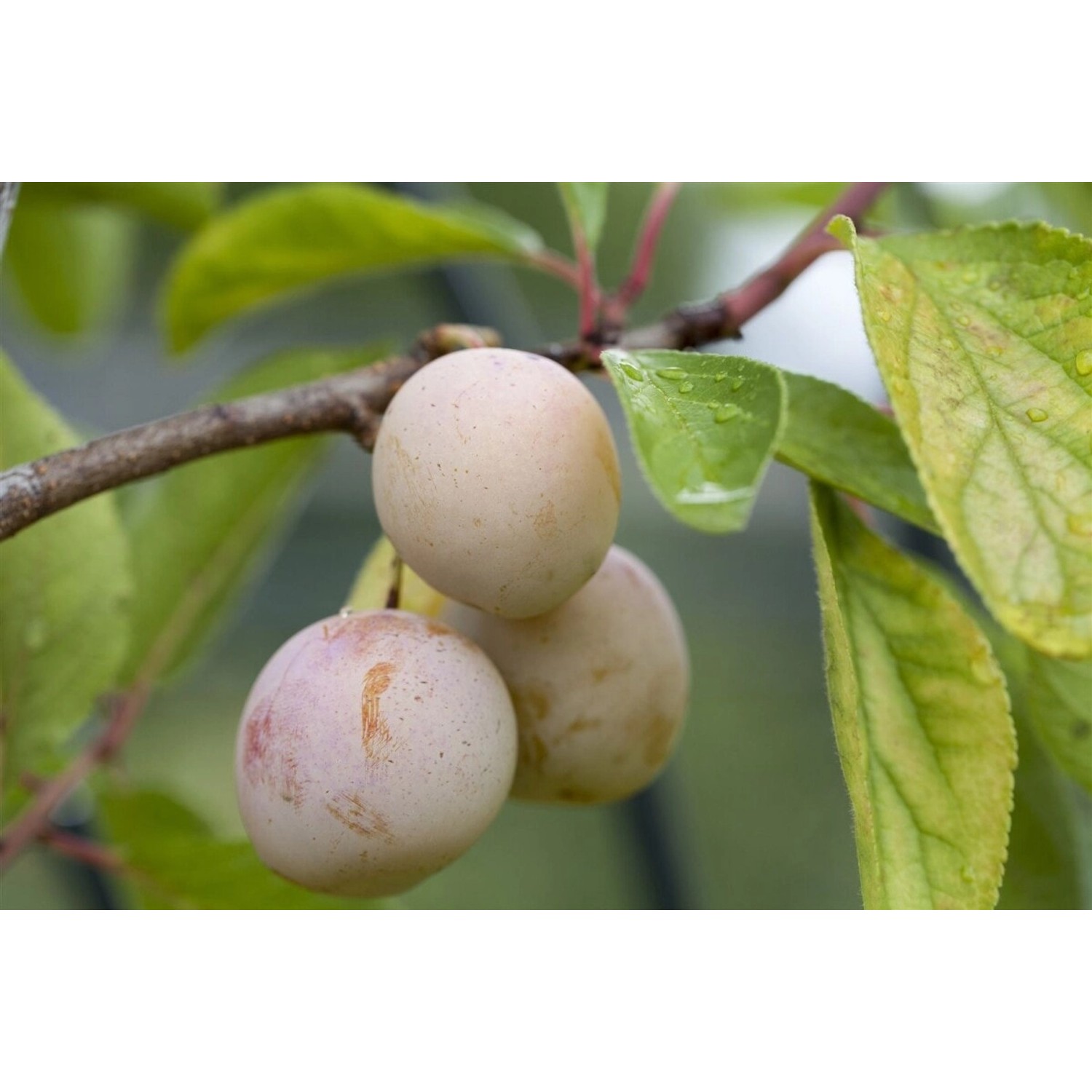 Prunus Domestica Mirabelle Von Nancy Pflaume CAC 150-200cm günstig online kaufen