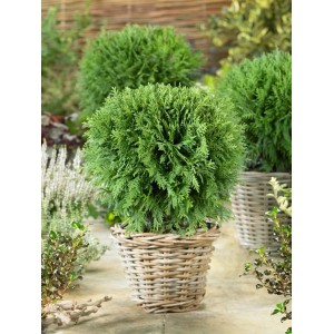Kompakte Thuja 'Mecki' im Korb, 20-30 cm hoch, ideal als Heckenpflanze oder Kübelpflanze.