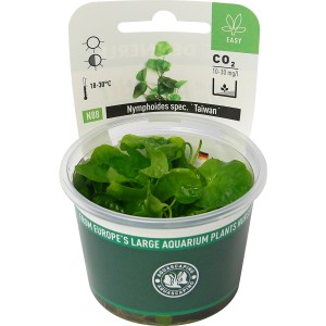Dennerle Aquariumpflanze Nymphoides Taiwan im Topf, grüne Unterwasserpflanze für Aquarien.