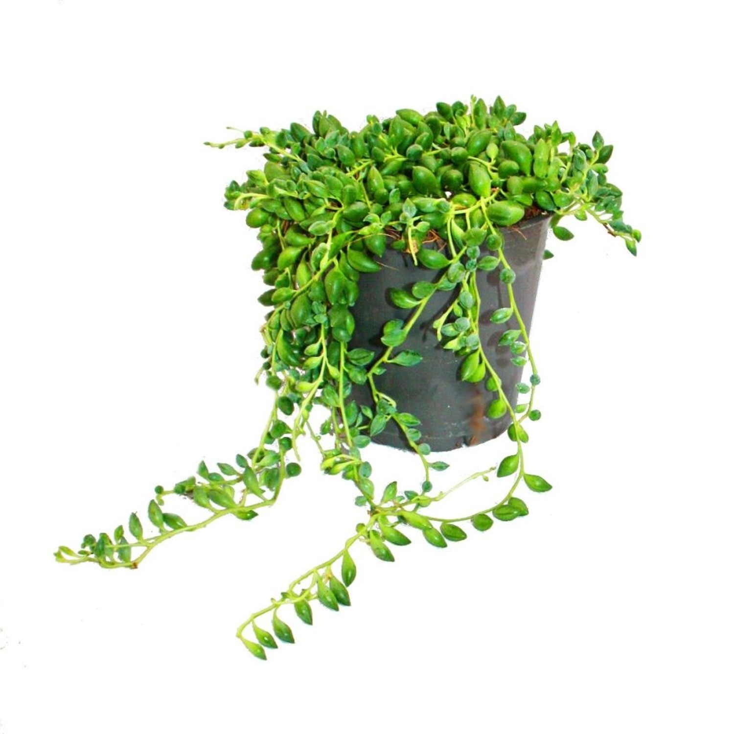 Exotenherz Erbse Am Band Senecio Herreanus im 9cm Topf günstig online kaufen