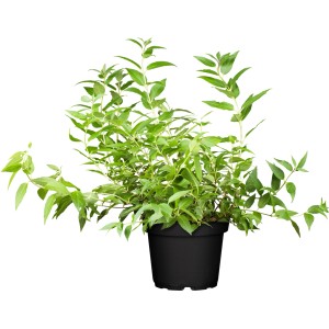 Rosa Maiblumenstrauch Yuki Cherry Blossom im Topf, Deutzie mit grünen Blättern.