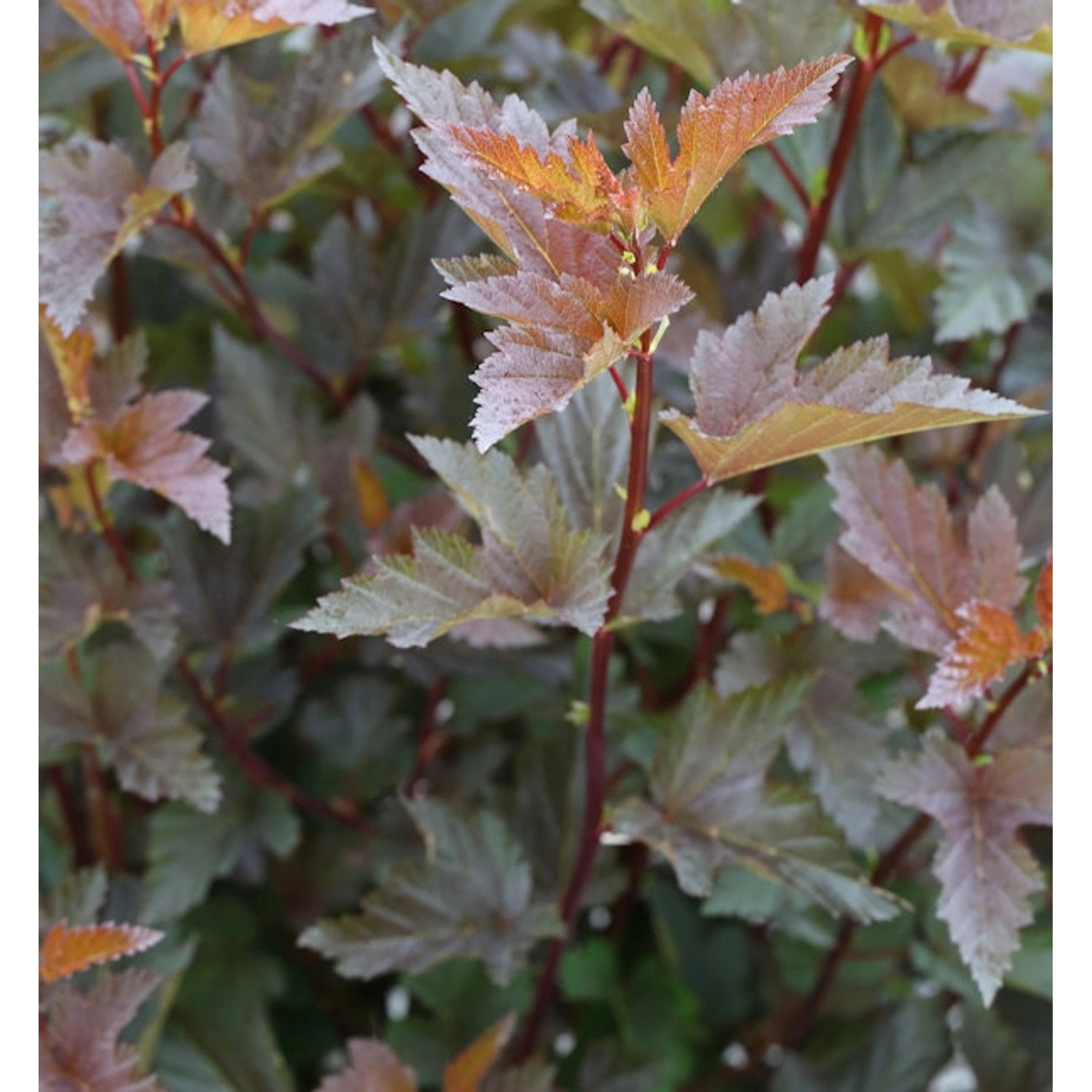 Fasanenspiere Little Joker 40-60cm - Physocarpus opulifolius Midnight günstig online kaufen