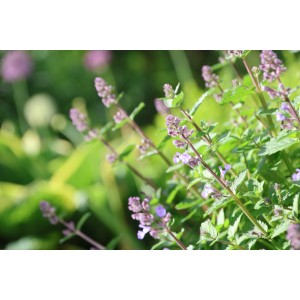 Blühende GROW by OBI Katzenminze mit blau-violetten Blüten im Topf.