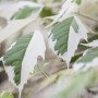 Nahaufnahme: Rosa-weiß panaschierte Blätter des Acer Negundo Flamingo Eschen-Ahorn.