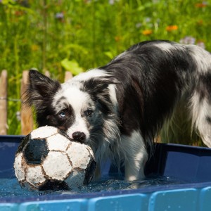 Relaxdays Hundepool Kunststoff MDF Blau Faltbar 120 cm x 30 cm 3,7 kg