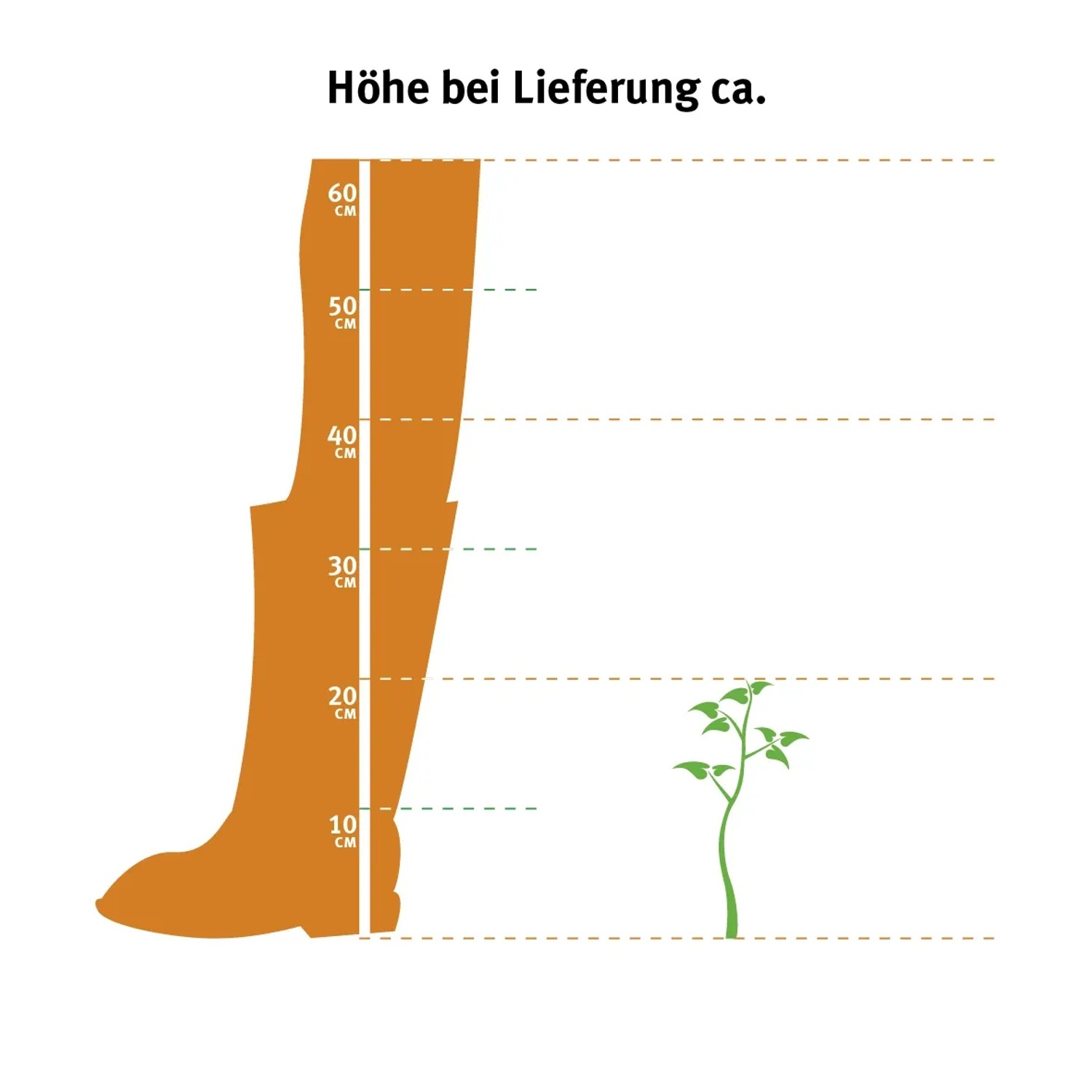 Höhenangabe der gelben OBI Edelrose bei Lieferung: 10-20 cm.