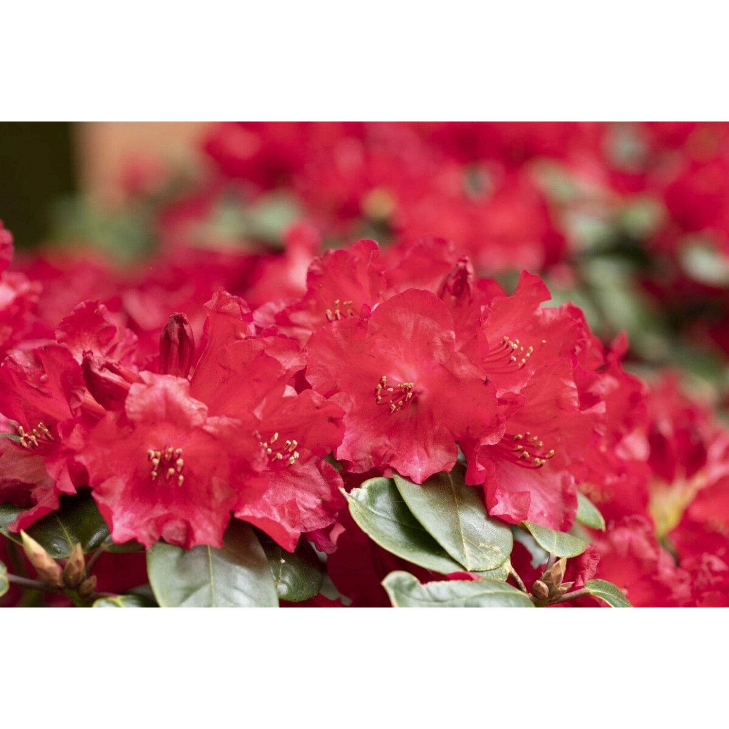 Rhododendron Williamsianum Tromba Rosa Blüten 25–30 cm günstig online kaufen