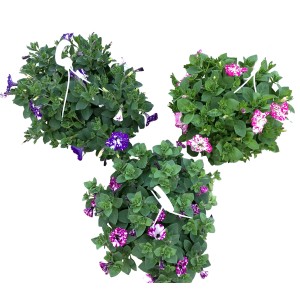 Petunie Sky Ampel mit Farbauswahl, blühende Balkonpflanze im Topf, ca. 30-40cm hoch.