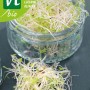 Grüne Packung Alfalfa Keimsaat. Frische Alfalfa Sprossen in Glasschale und lose. Gemüsesamen.