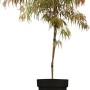 Schlitzahorn 'Dissectum Garnet' im 3L Container mit rotem Laub.
