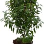 Portugiesischer Kirschlorbeer Angustifolia im Topf, ca. 70 cm hoch, immergrün.