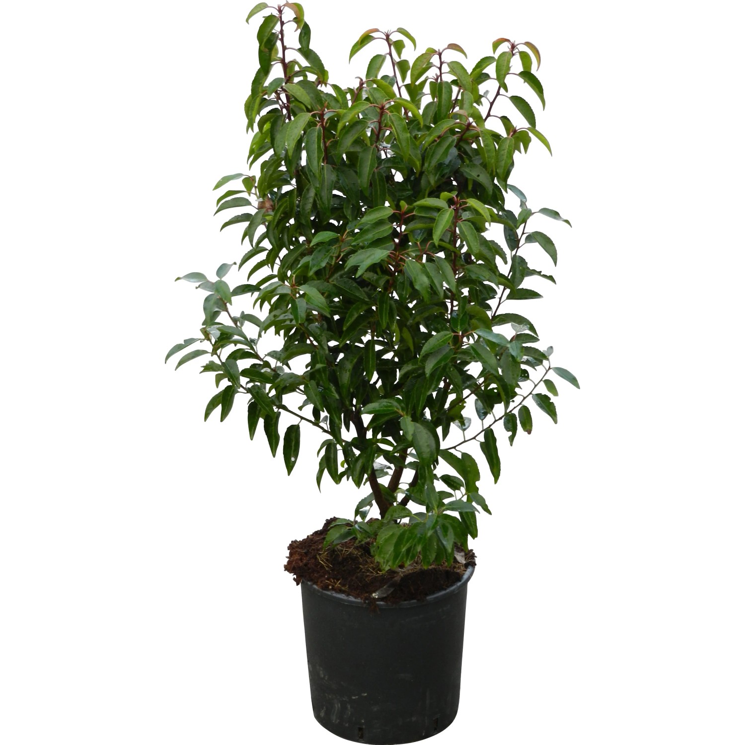 plantera monstera Multi-Stem Monstera in Black Planter main image 1