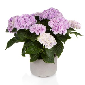 Gartenhortensie Hi Diamond Blue im Topf, blau-violette Blüten.