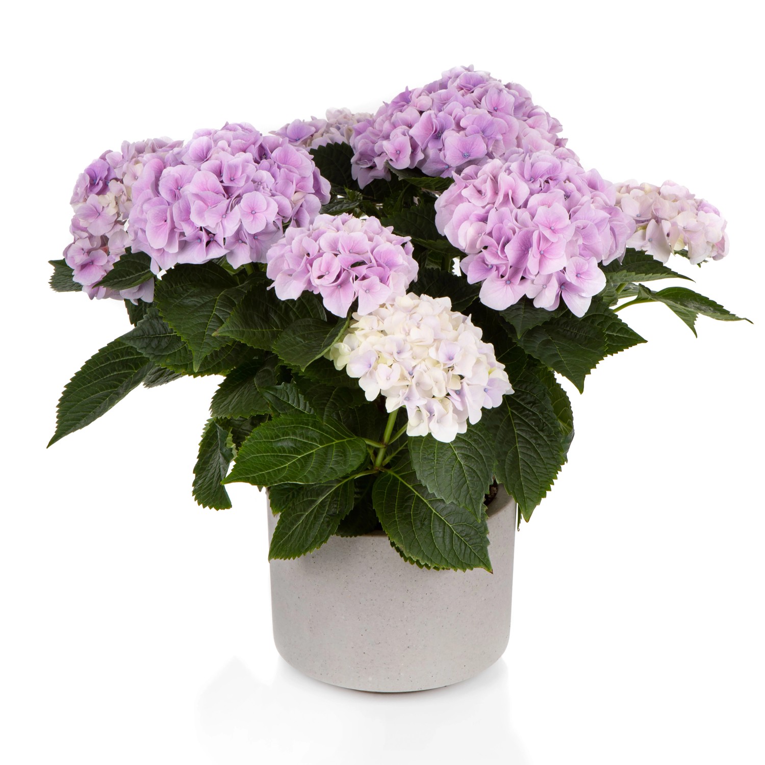 Gartenhortensie Hi Diamond Blue Blau Höhe ca. 30 - 40 cm Topf ca. 5 l günstig online kaufen