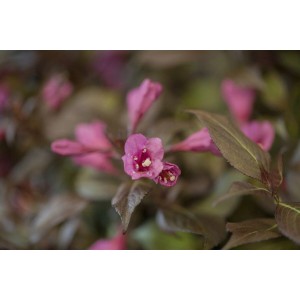 Nahaufnahme der dunkelroten Blüten der Weigela Florida Minor Black Weigelie.
