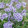 Blühender Waldphlox 'Chattahoochee' im 9x9 cm Topf. Zarte, lavendelblaue Blüten mit violettem Zentrum.