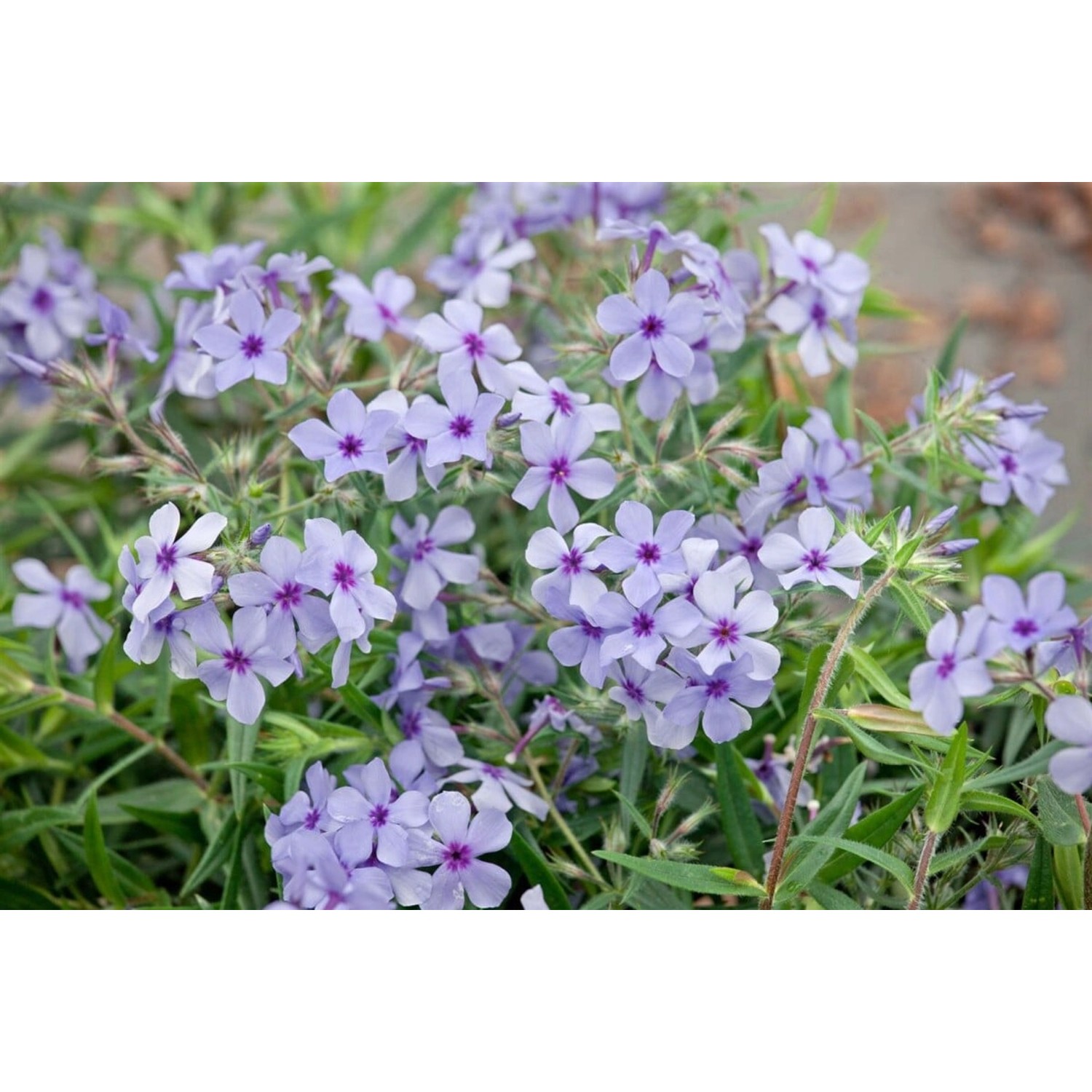 Phlox Divaricata Chattahoochee Waldphlox Ca. 9x9 cm Topf günstig online kaufen