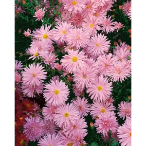 Nahaufnahme der rosa blühenden Glattblattaster Rosaperle im 9x9 cm Topf.