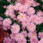 Nahaufnahme der rosa blühenden Glattblattaster Rosaperle im 9x9 cm Topf.