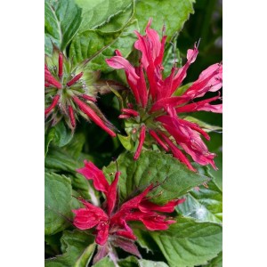 Nahaufnahme der rosa blühenden Indianernessel 'Pink Supreme' im 11x11 cm Topf.