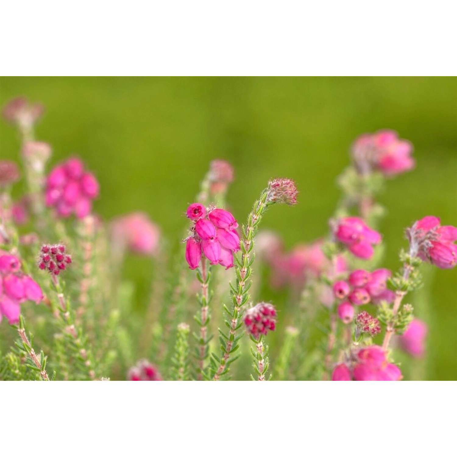 Erica Tetralix Con Underwood Glockenheide Rosa Blüten günstig online kaufen